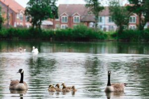 lakeview-holiday-cottages-geese-family-fishing-lakes-somerset