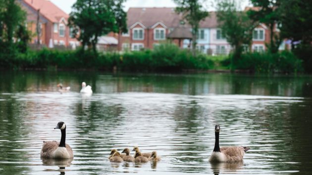 A lake with geese and Lakeview holiday cottages in Somerset visible in the background.