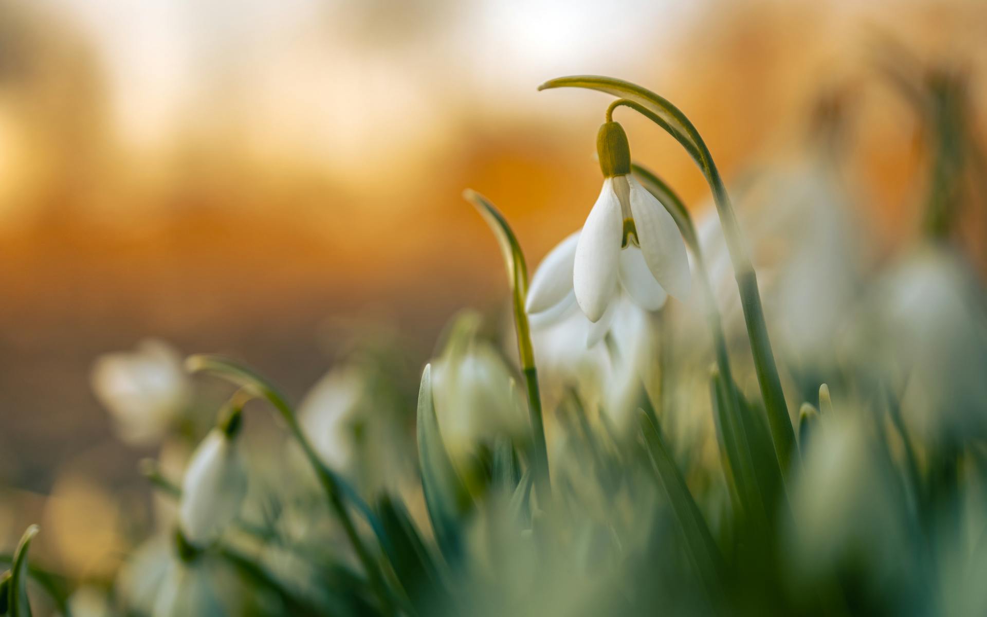 Close-up of snowdrop flowers.